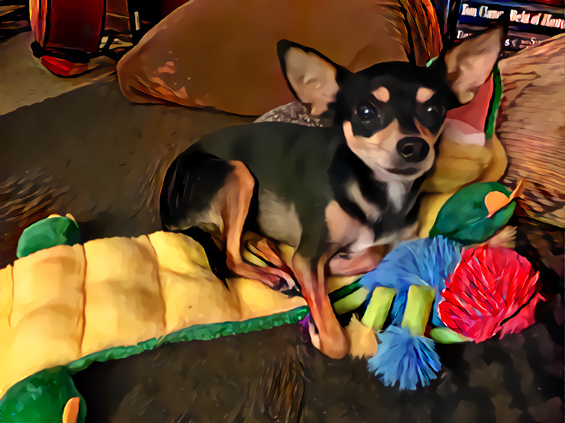 My little chihuahua Pablo with his toys