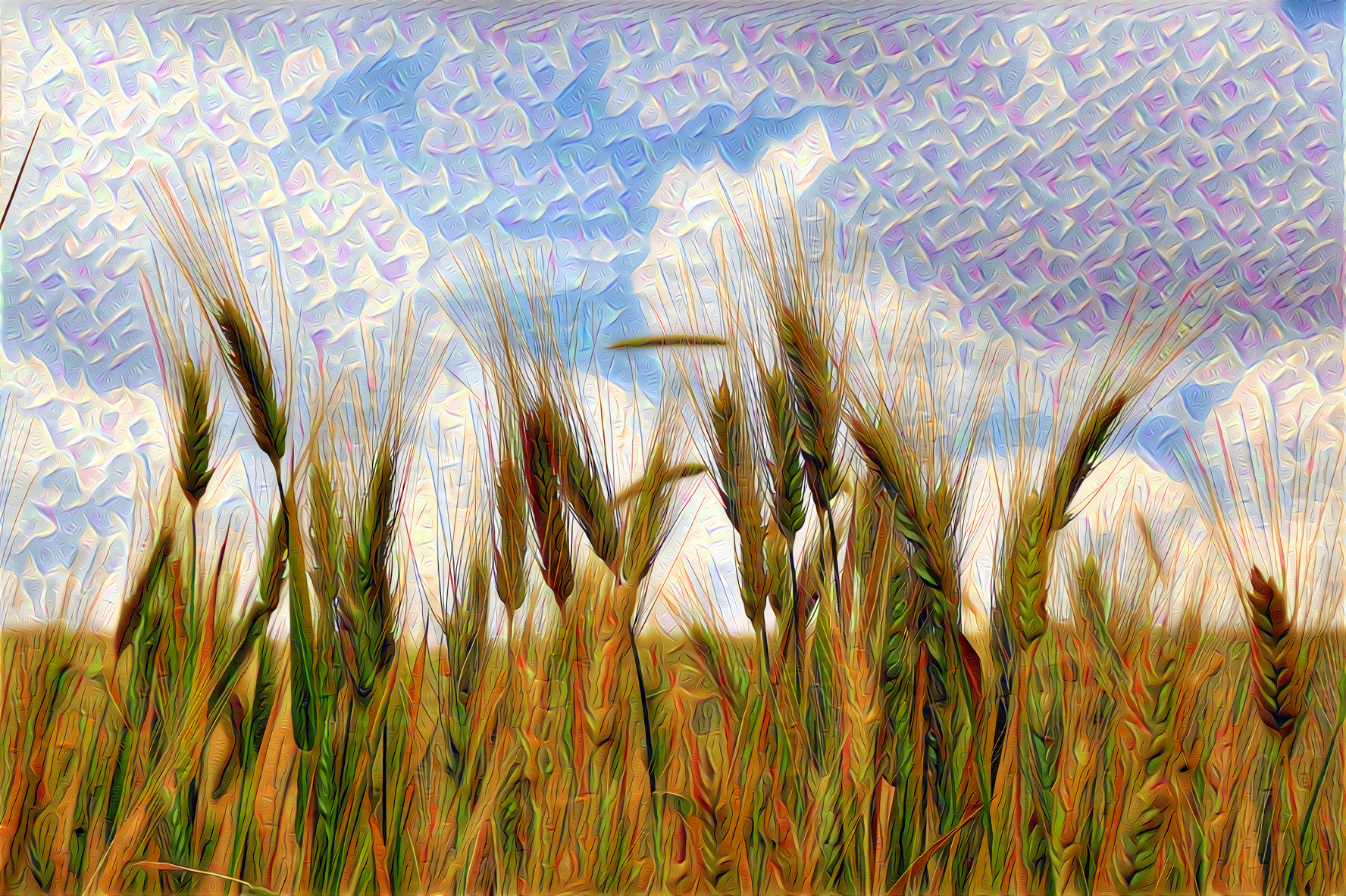 Wheat Field