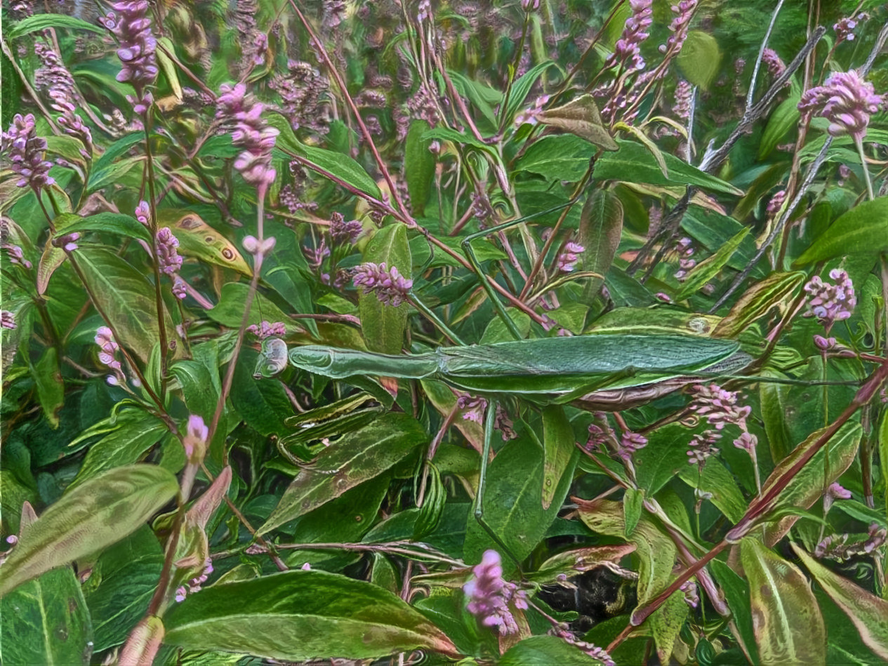 Praying Mantis