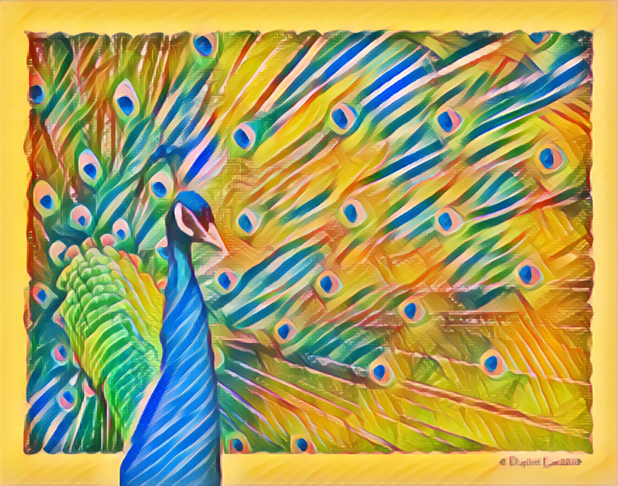 Peacock 2