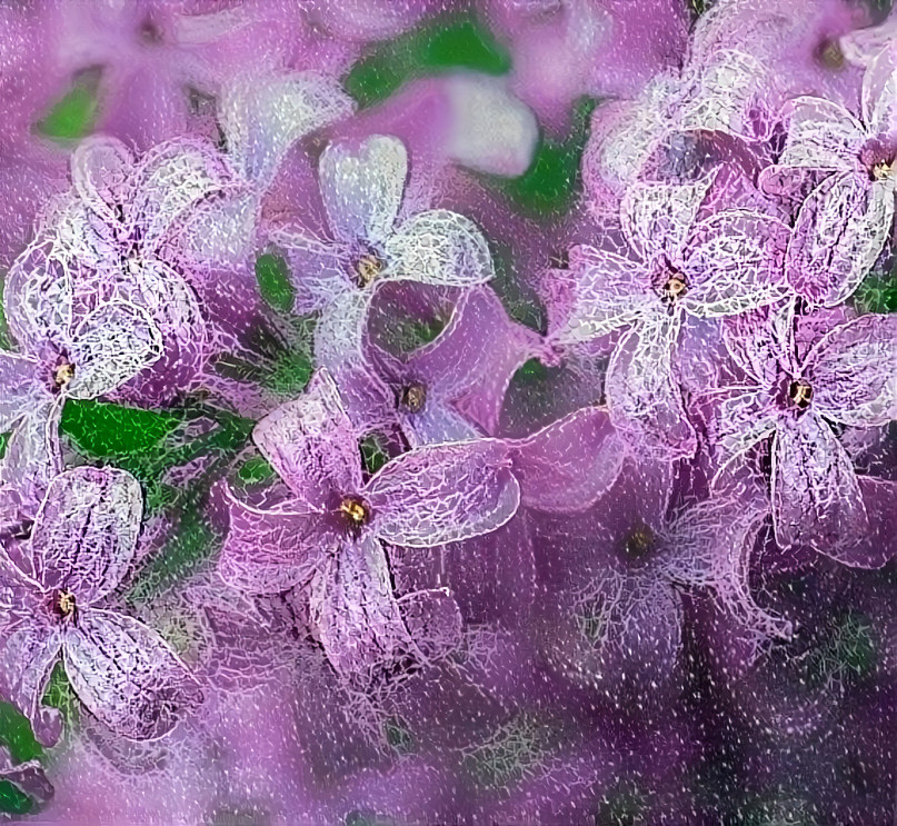 Lilacs 