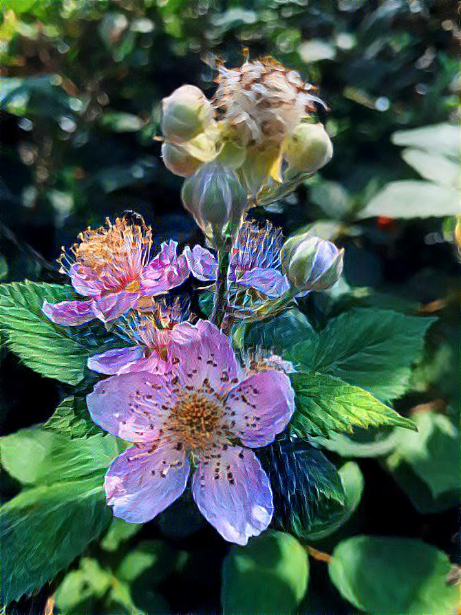 Blackberry blossom