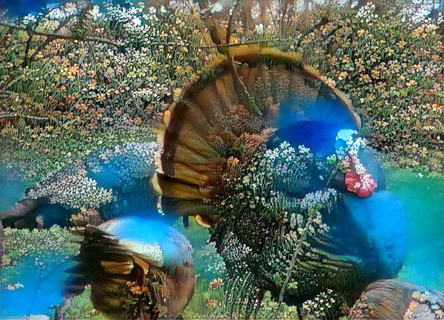 Courting Tom Turkey