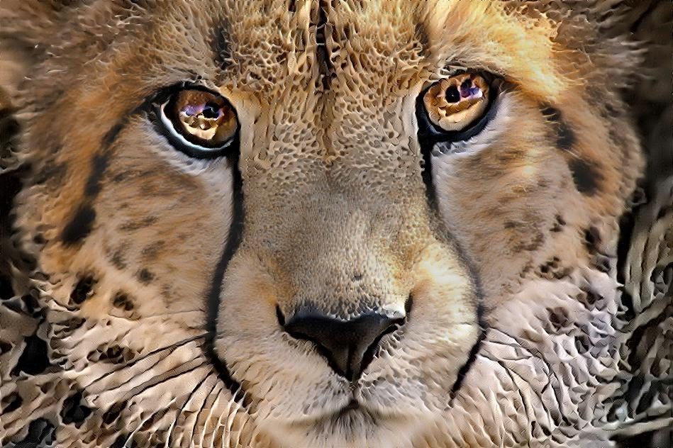 Cheetah