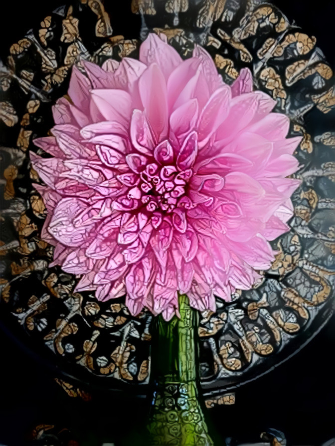 Salvador Dahlia 2