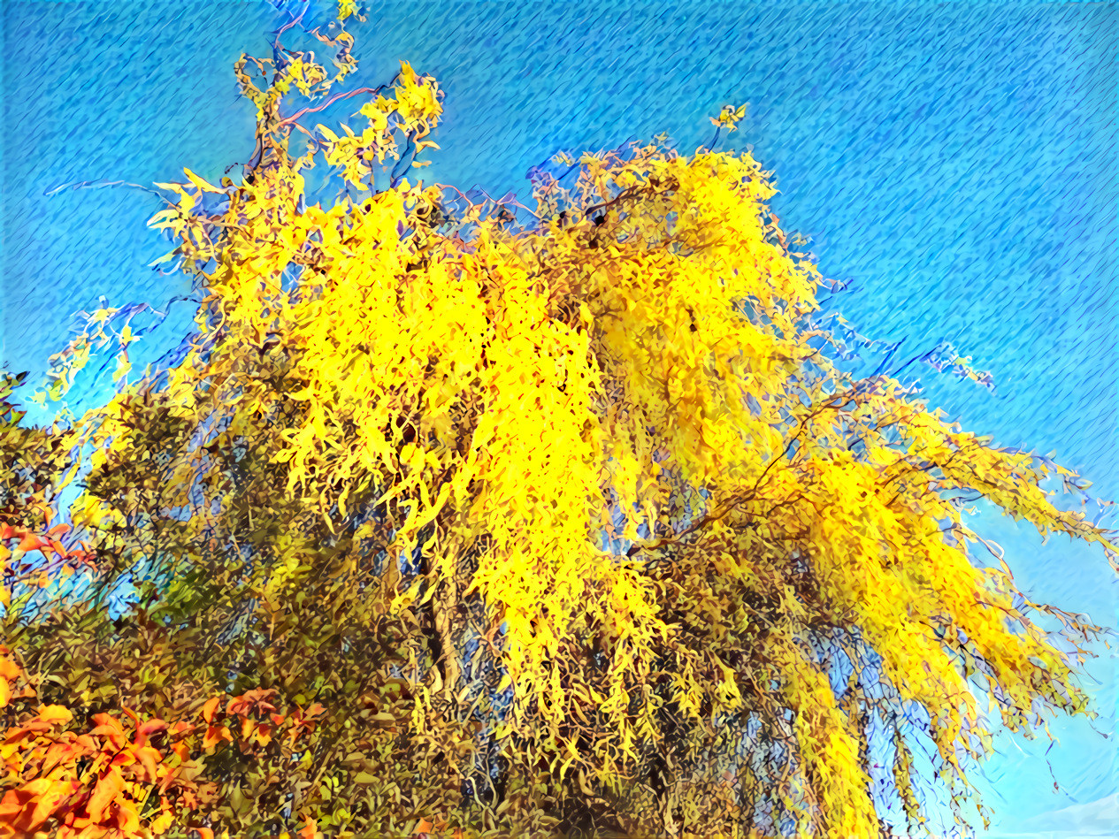 willow in fall