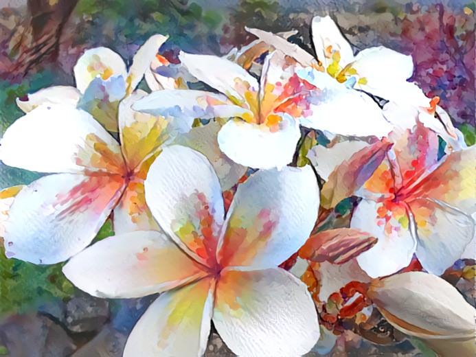 Plumeria, Old Airport Walking Path, Kailua Kona, Hawai’i