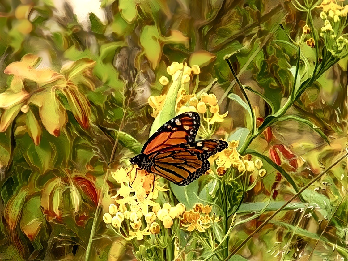 Monarch Garden. Source is my own photo.