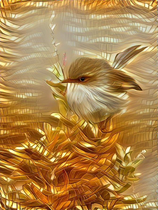 Midas Bird - photographer David Nightengale