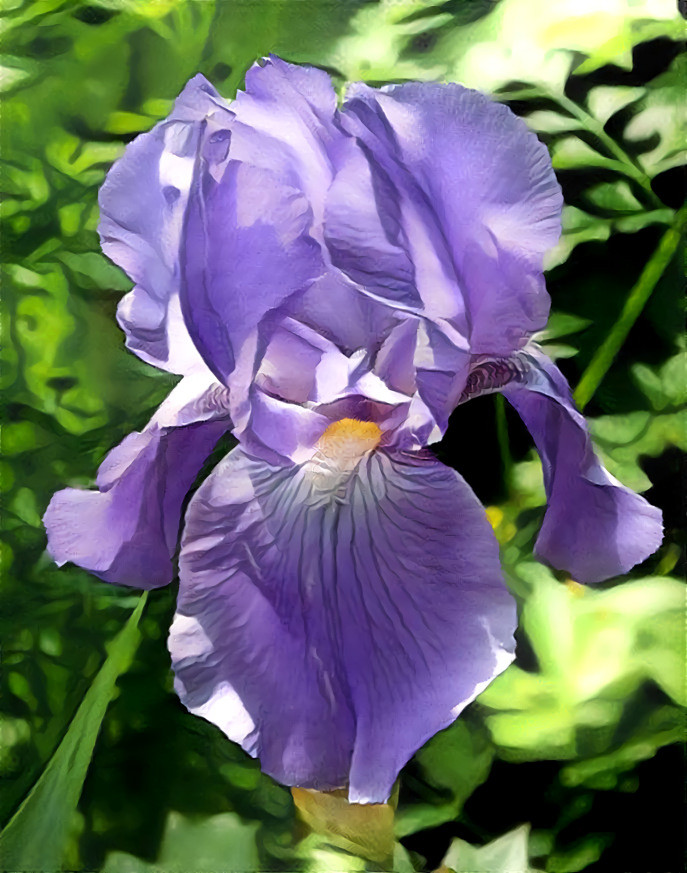 Iris - photo D Berk