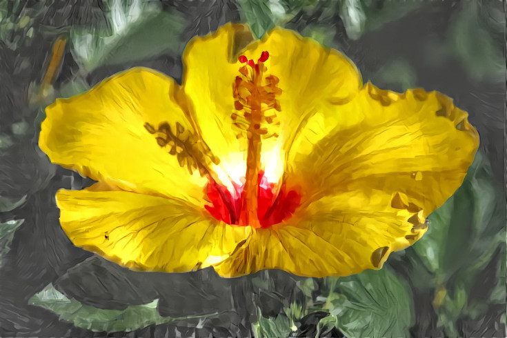 Yellow Hibiscus