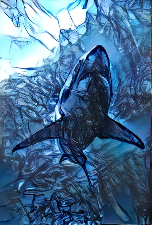 Blue Dream Shark