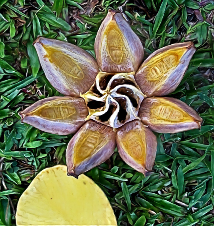 Autograph Tree seed pod