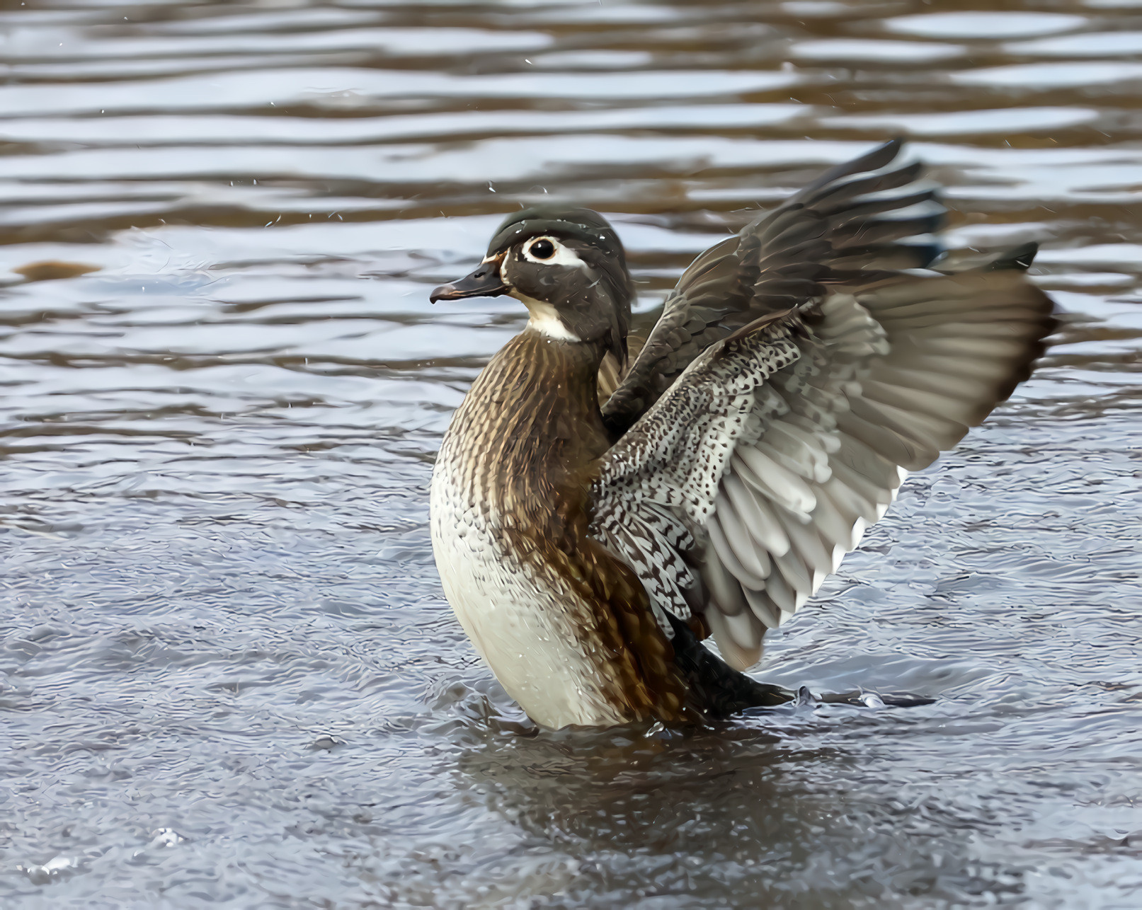 Female Wood Duck