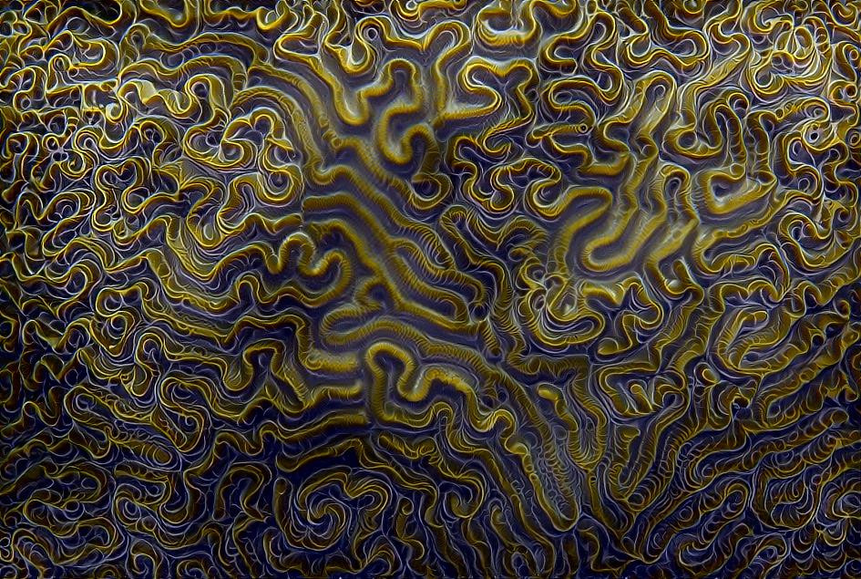 Brain coral