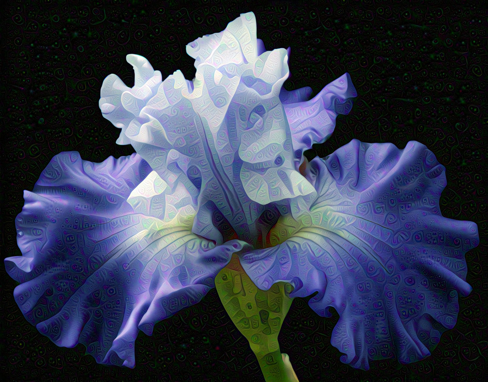 Purple Iris