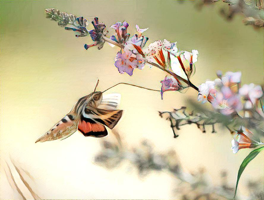 Hummingbird Moth