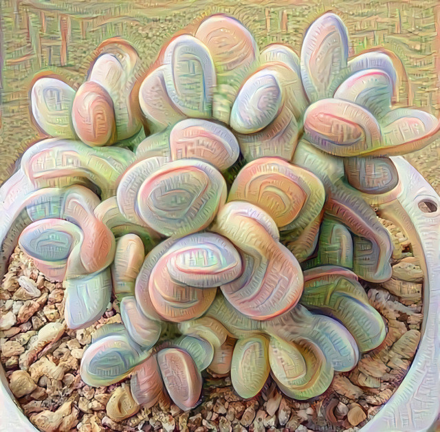 Succulent - Cotyledon orbiculata cv variegated