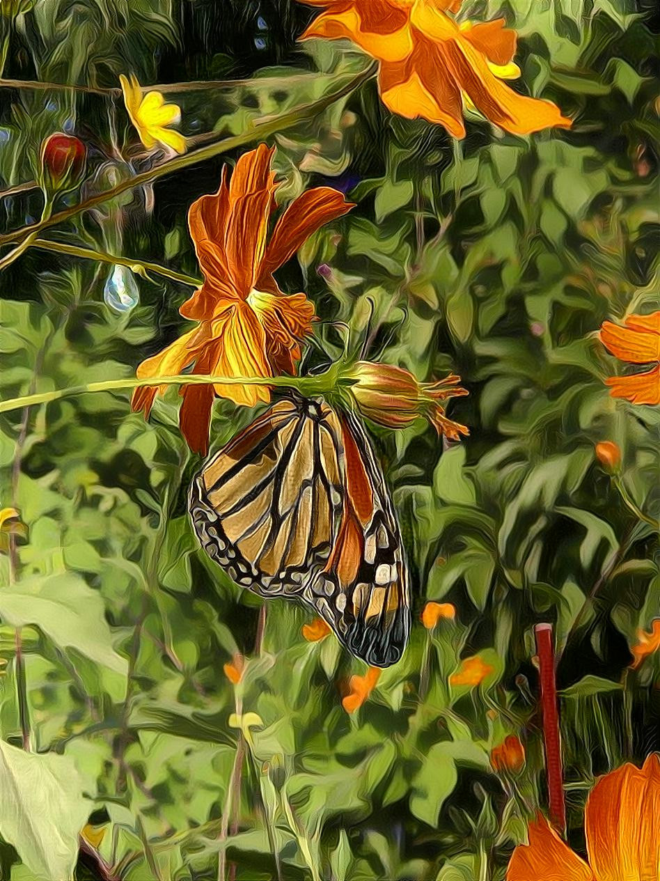 Butterfly Garden 3