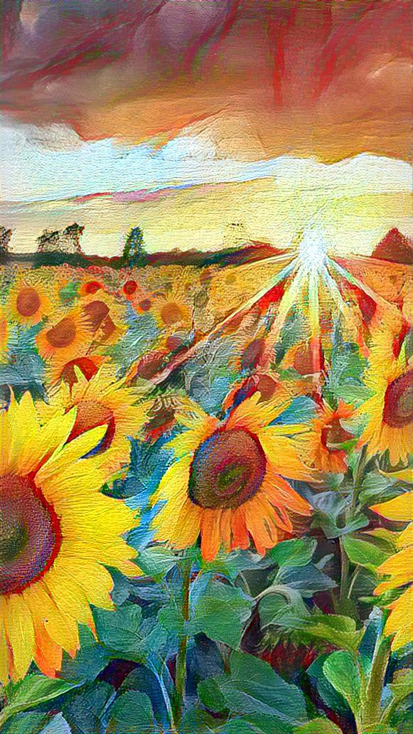 field of sunflowers