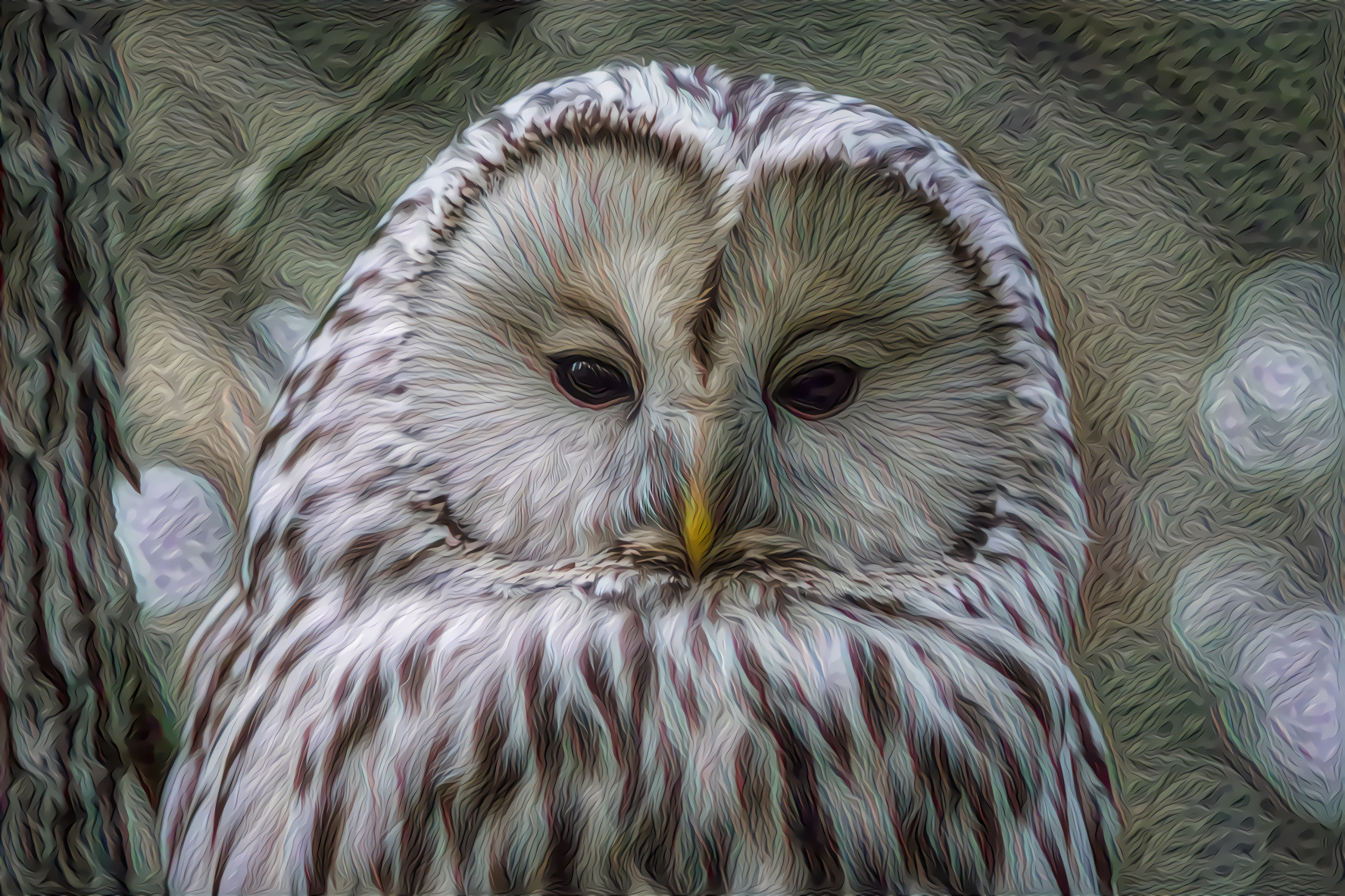 Ural Owl    Strix Uralensis