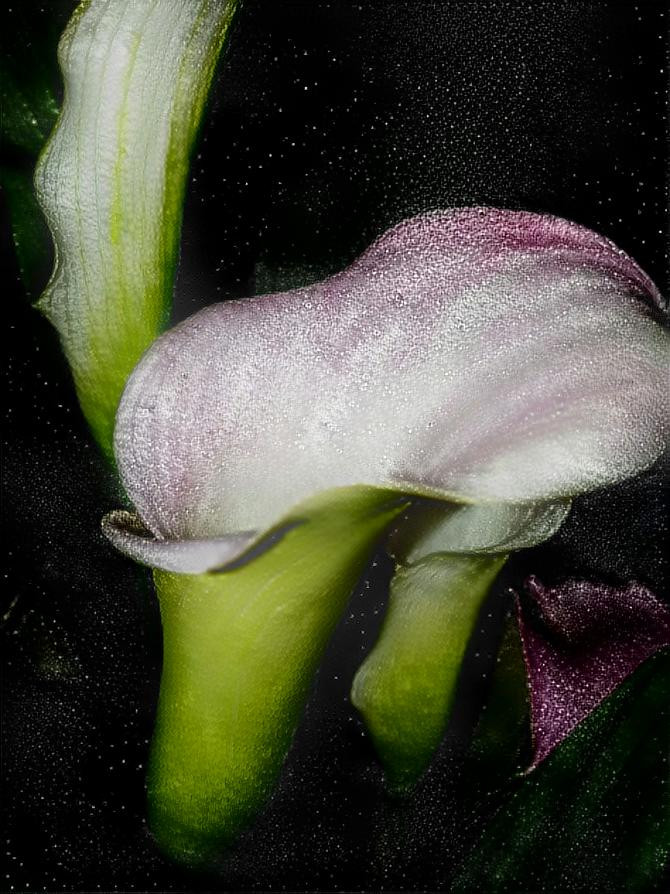 Calla