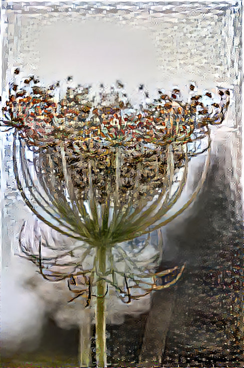 Queen Anne's Lace under Glass
