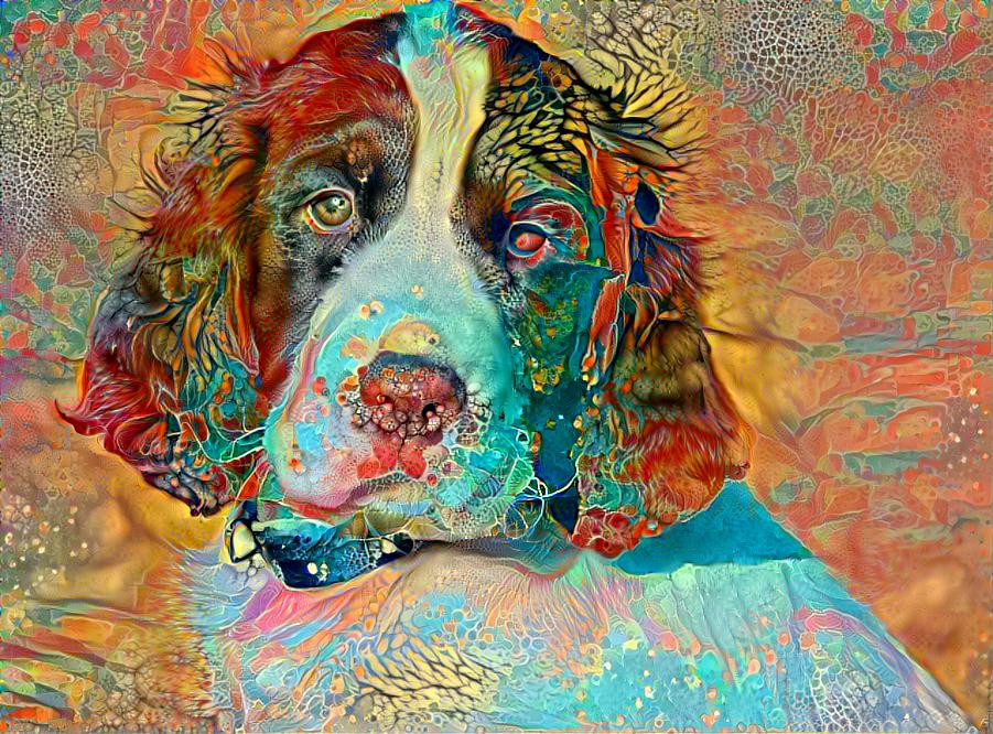 SPringer Spaniel