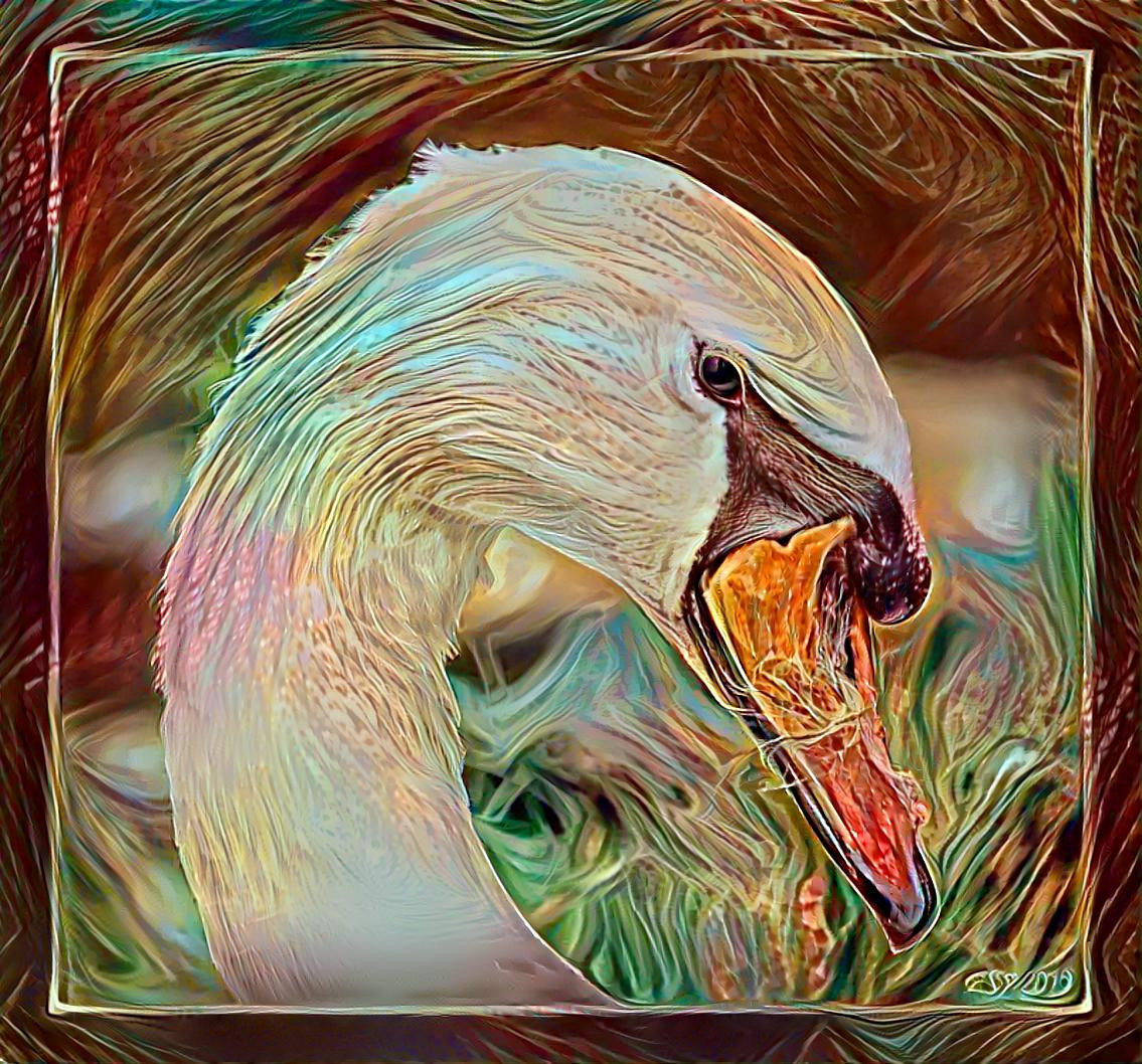 Swan Dreams