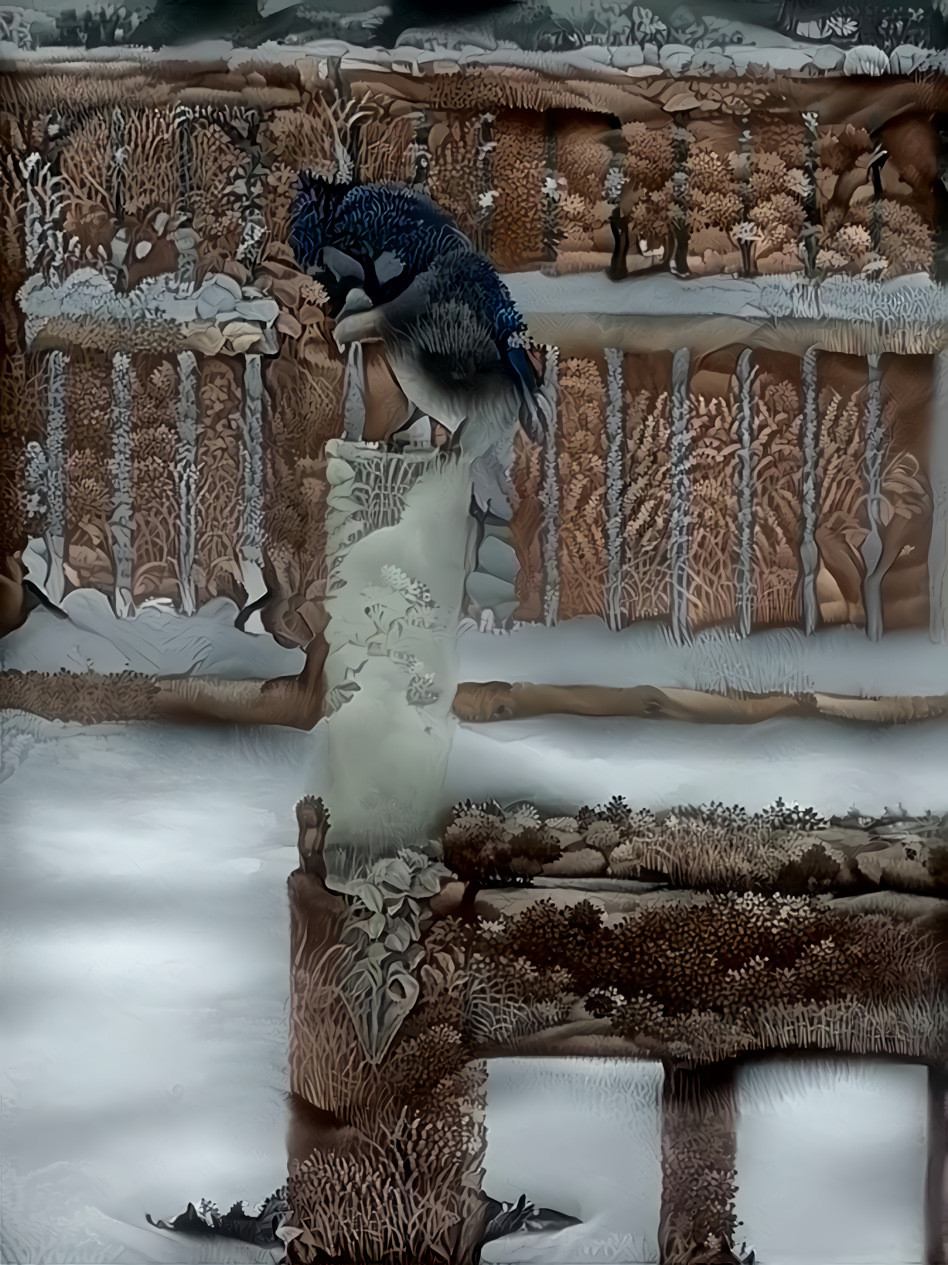 Winters Bluejay