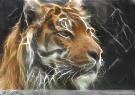 Electrifying Tiger