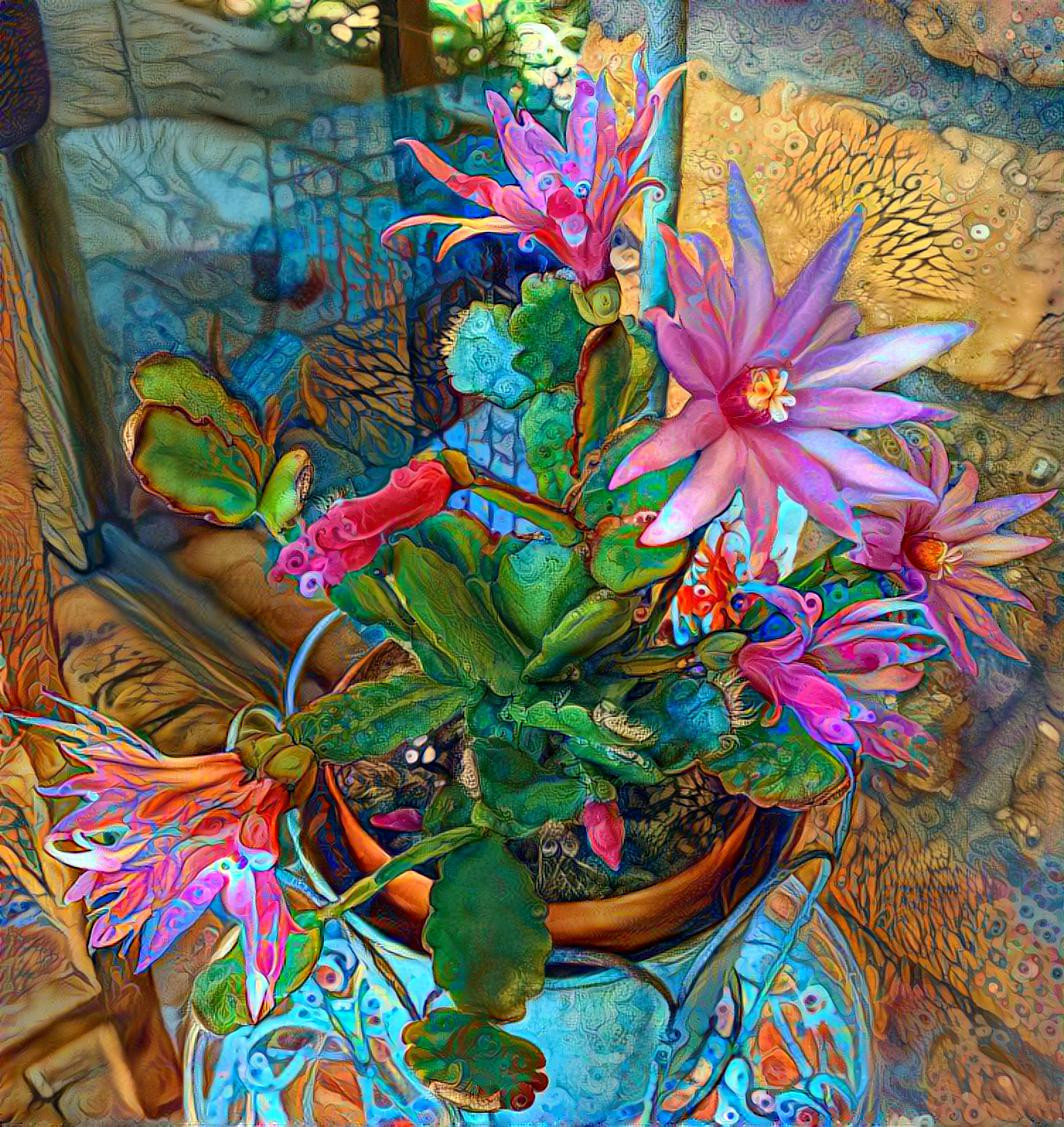 Blooming Christmas Cactus