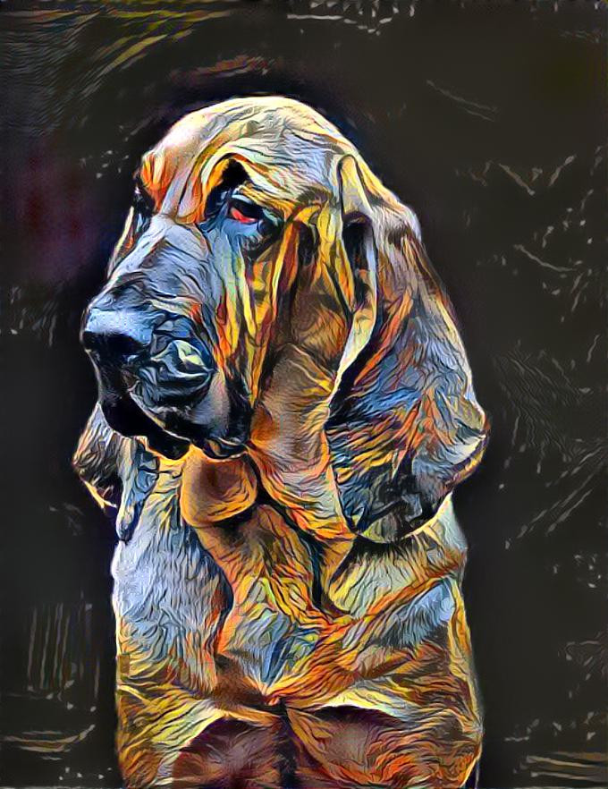 My bloodhound Carmen