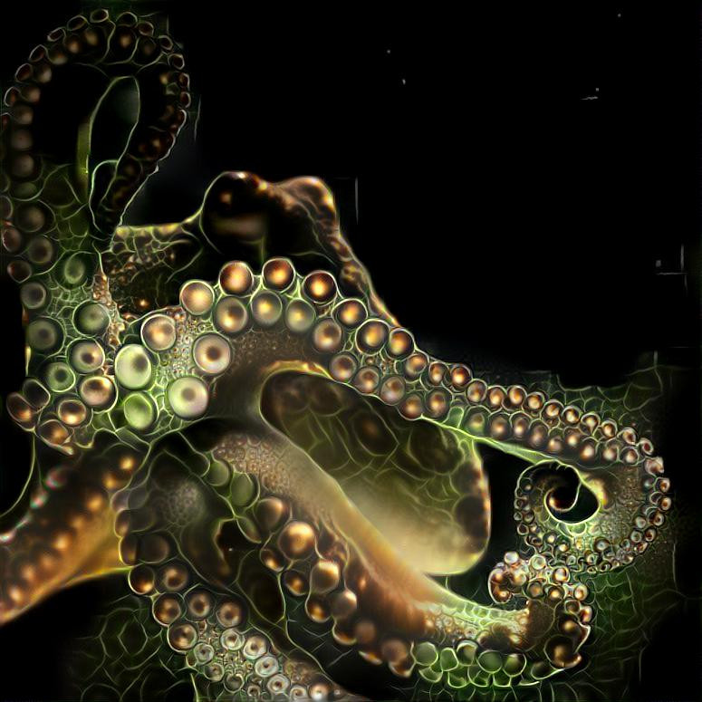 Octopus