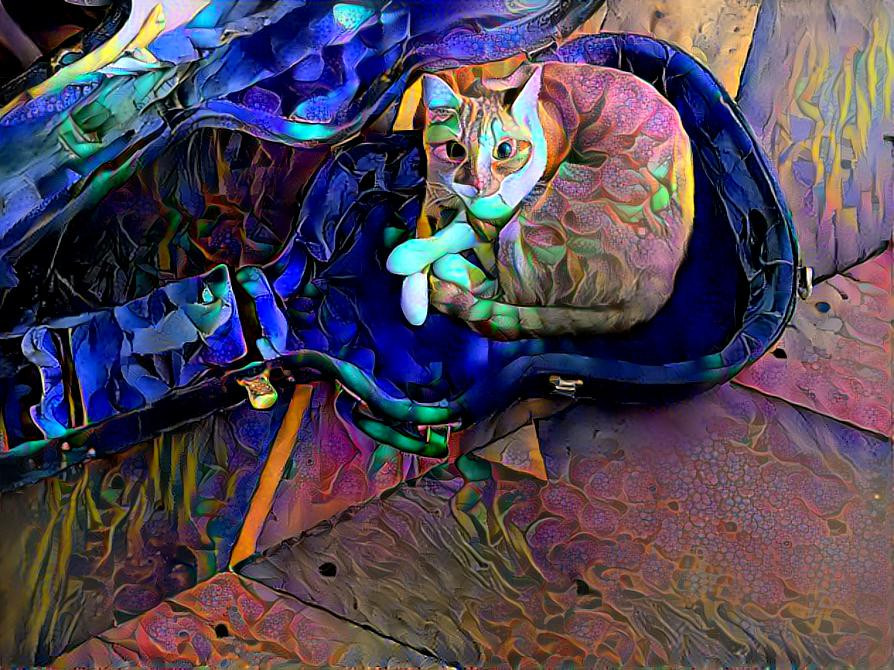 Cat in guitar case