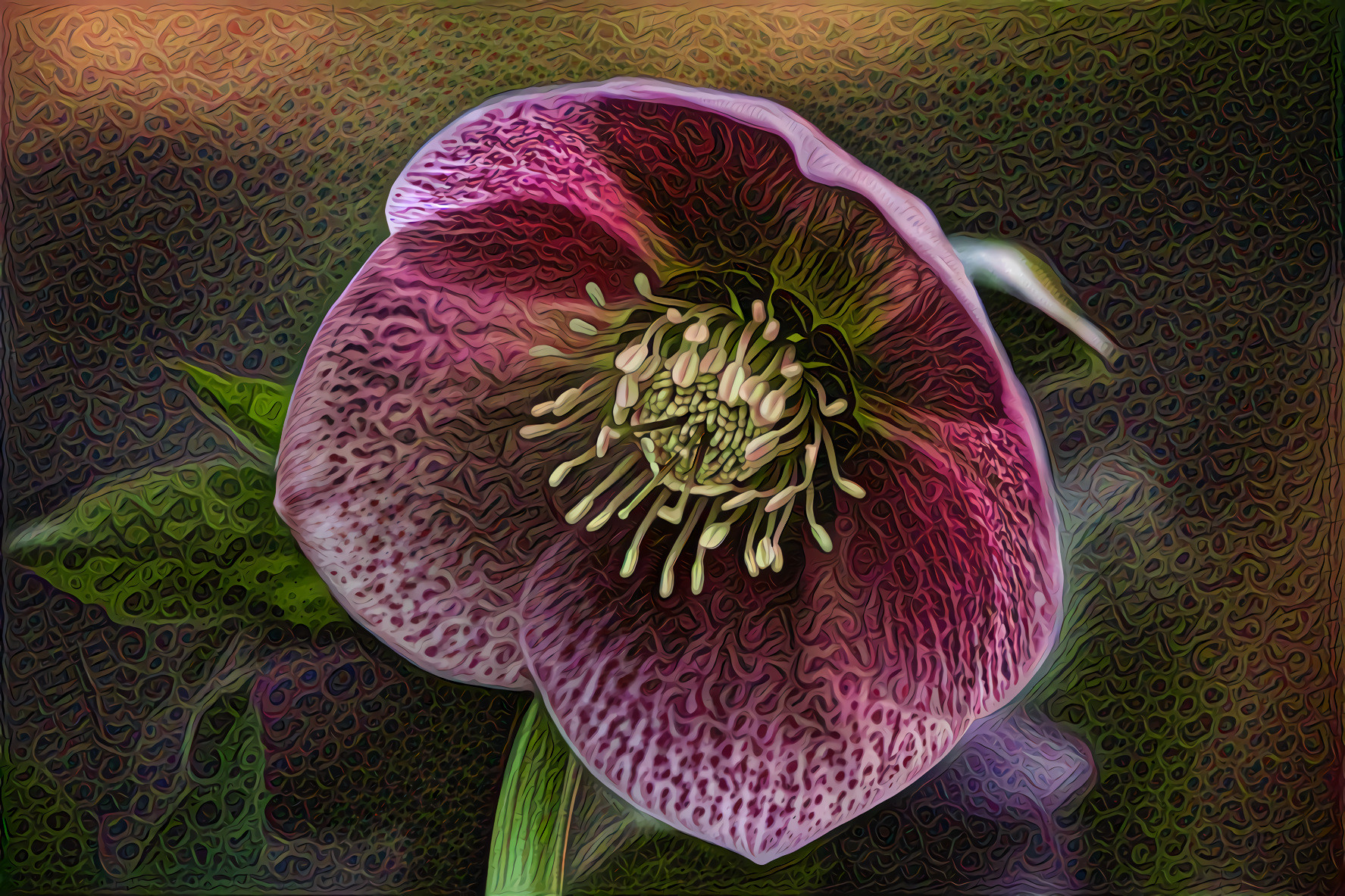 Hellibore,  Christmas Rose