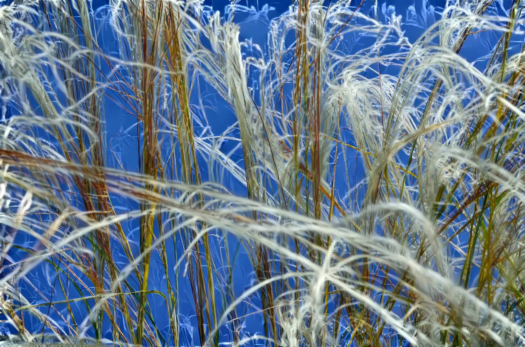 Summer Meadow Grass