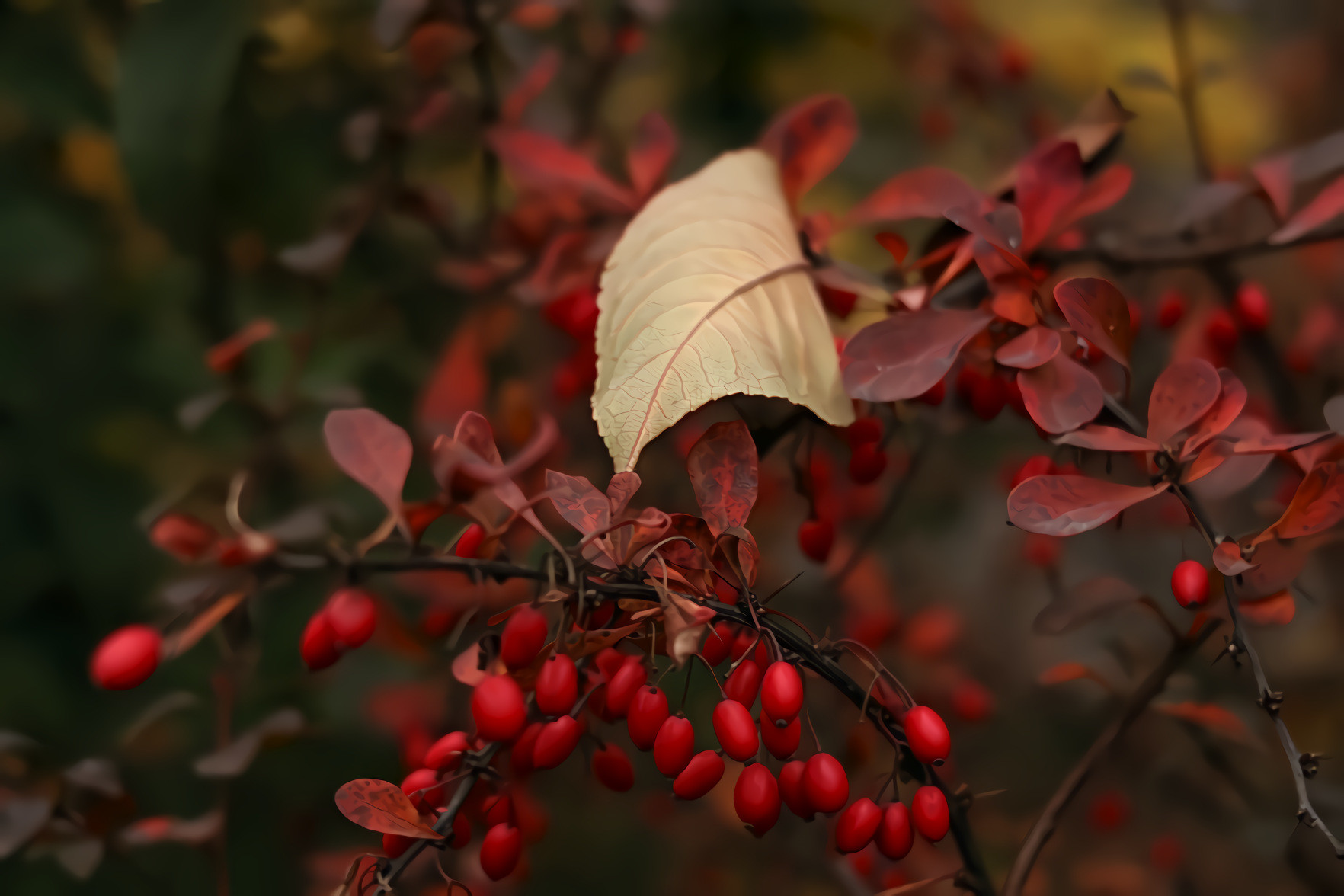 Barberry Autumn Red