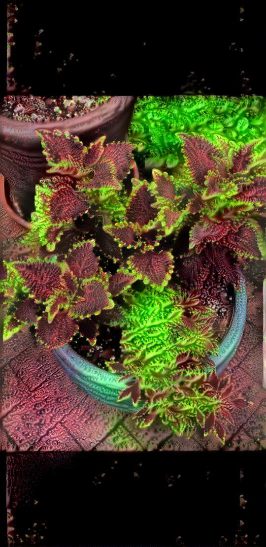 Coleus