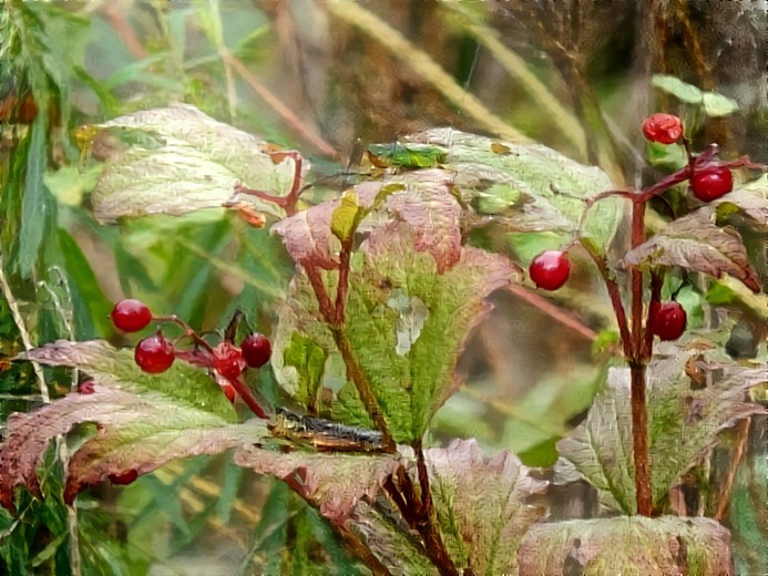 Autumn Berries