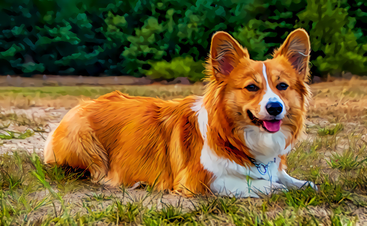 Welsh Corgi