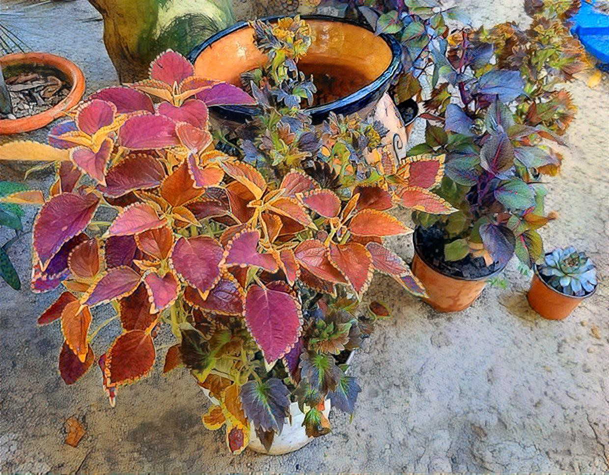 Coleus