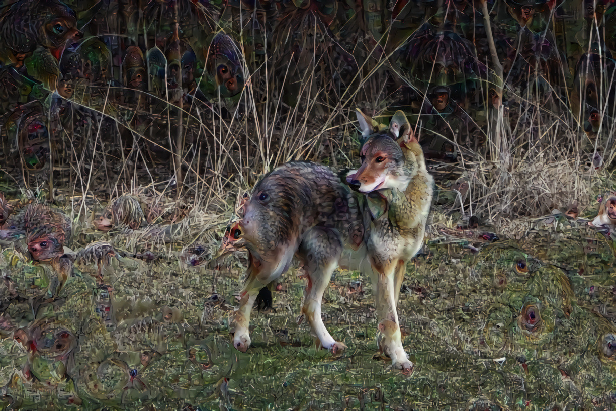 Urban Coyote