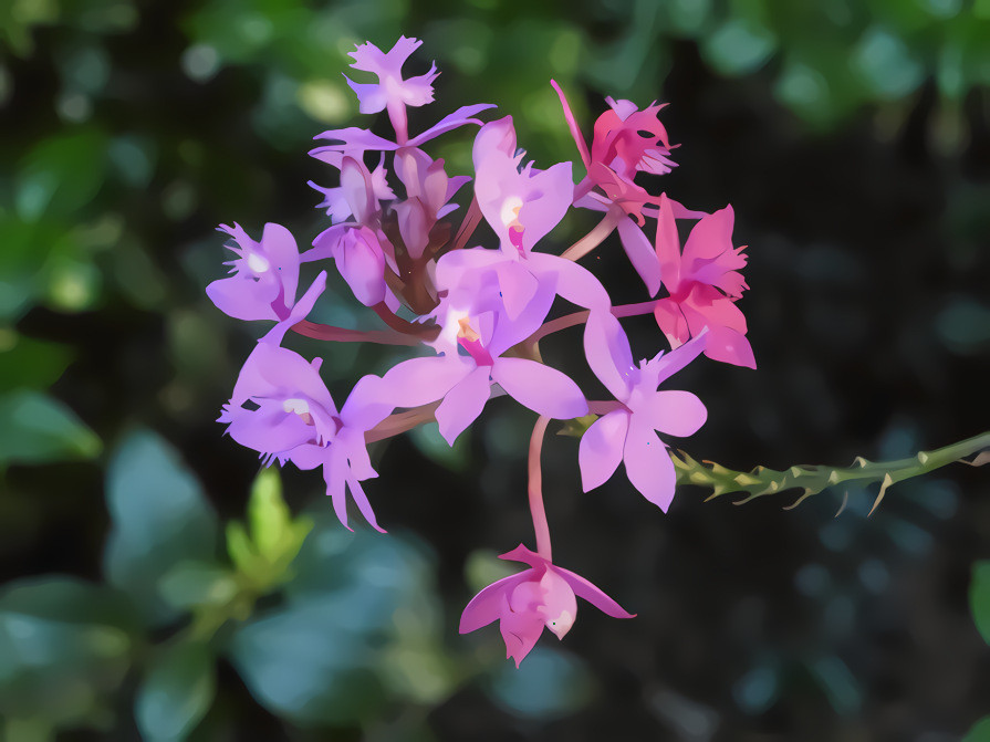 Australian Wild Orchid