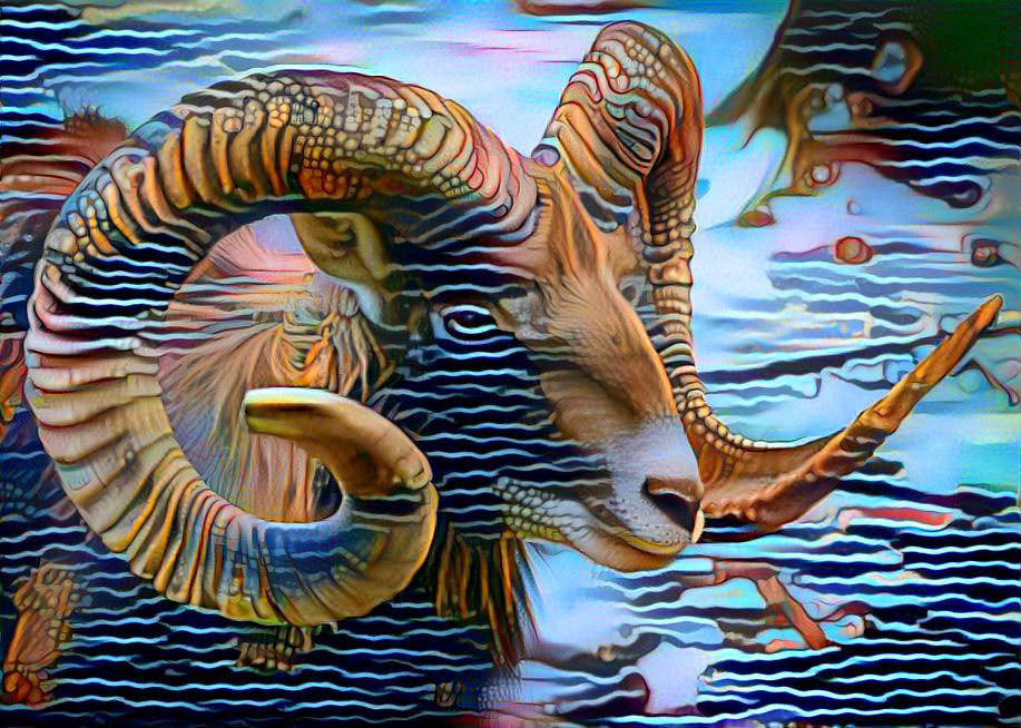 Wild Sheep