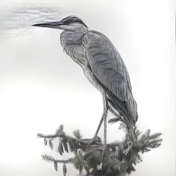 Grey Heron