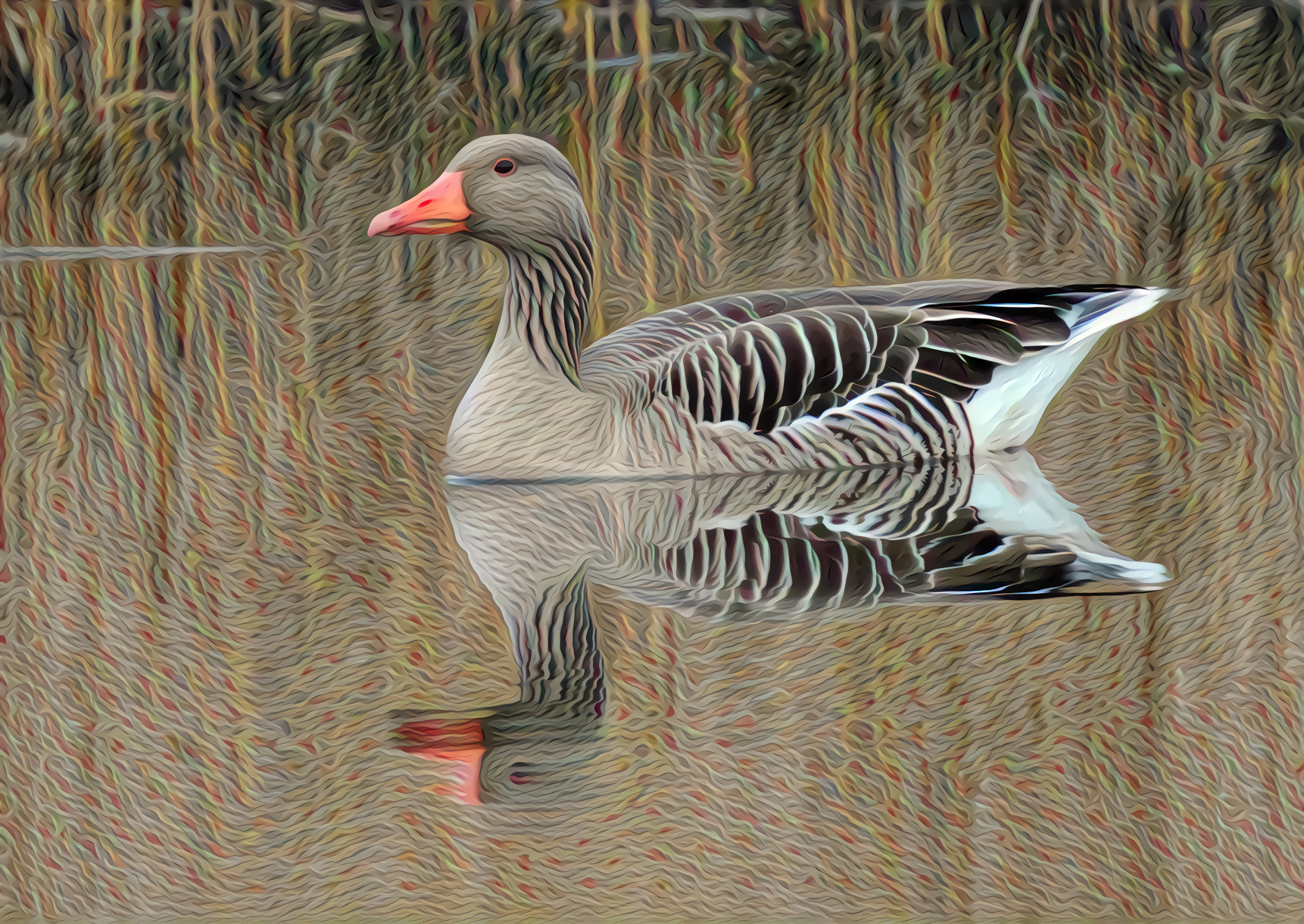 Greylag Goose swimming in the marsh