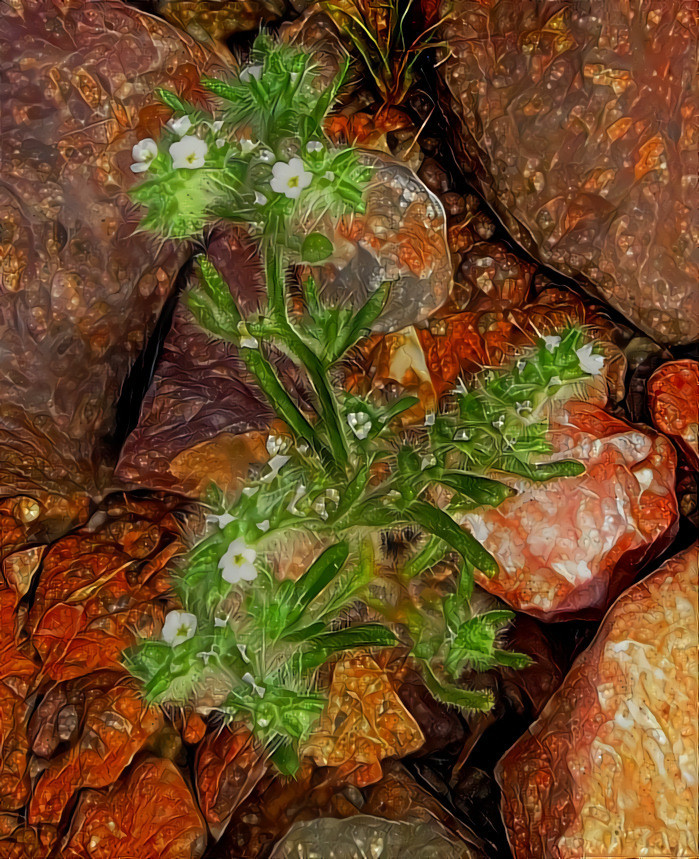 Wing-Nut Cryptantha