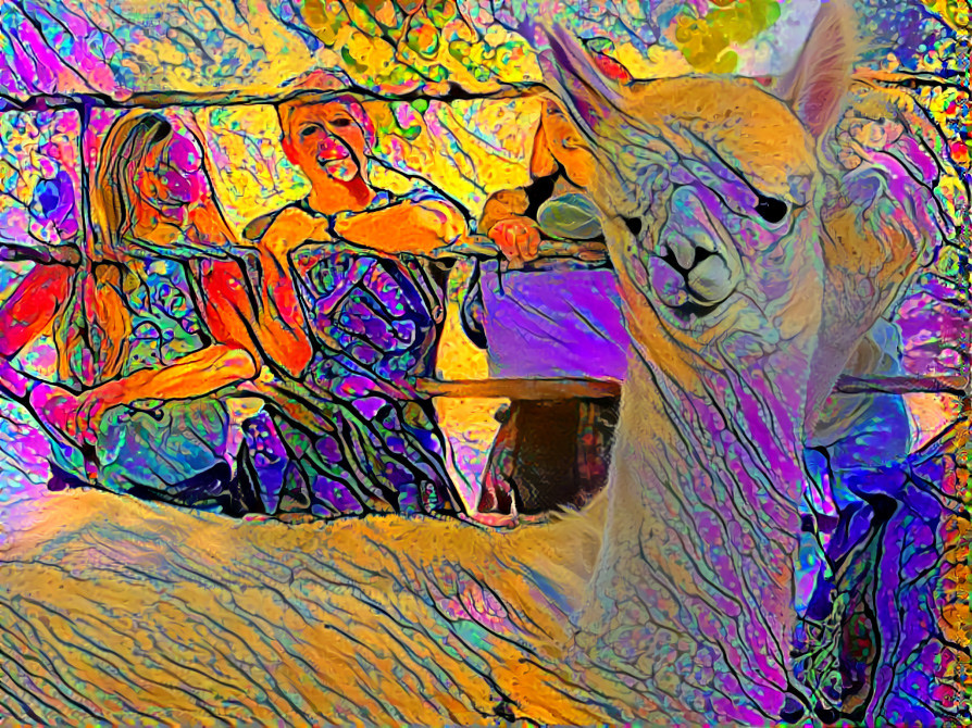 Lama at Ranch