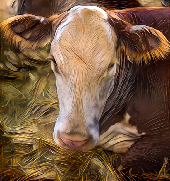 Cow 2